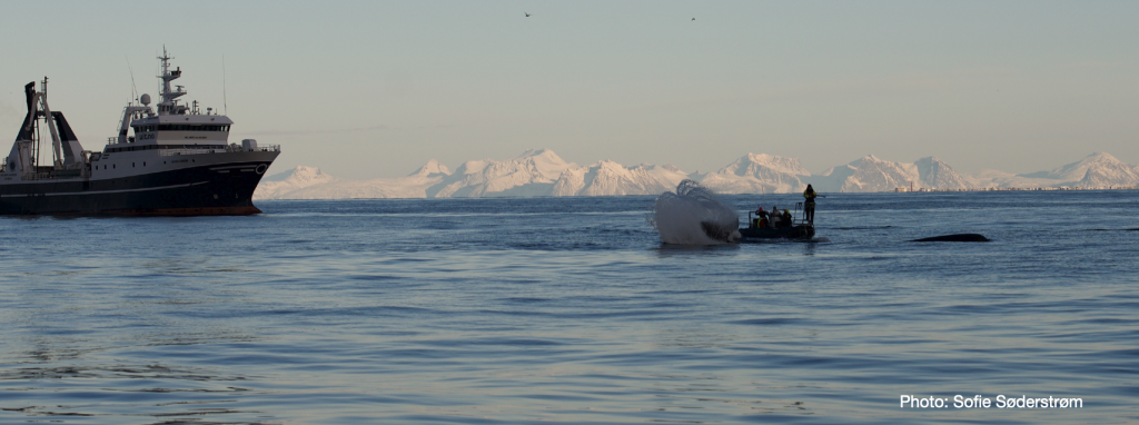 [Image: Taken on a campaign for biopsies from sperm whales, humpbacks and pilot whales outside Andenes in Northern Norway based on R/V Helmer Hansen. Credit: Sofie Søderstrøm]